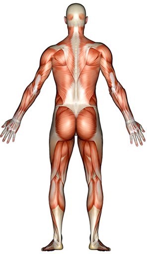 Interactive body diagram